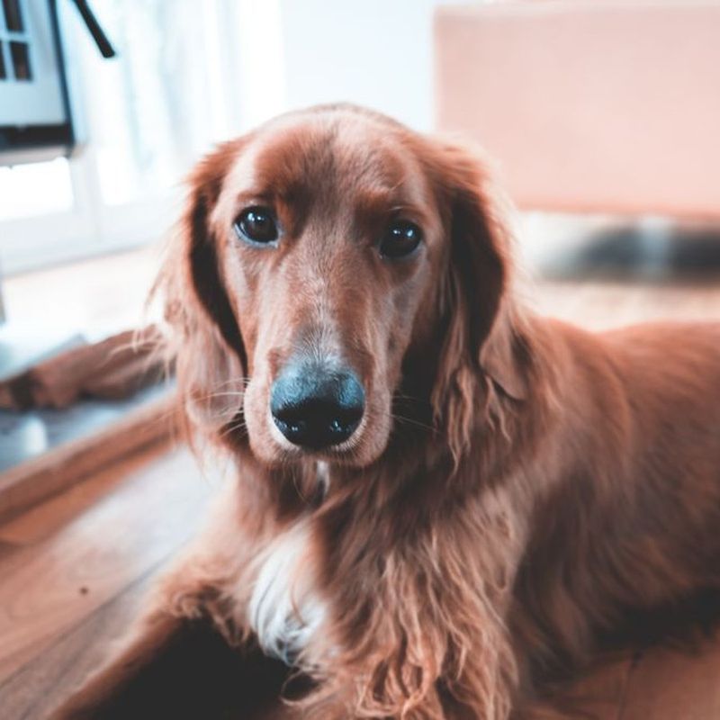 Max, een rode setter, liggend op de houten vloer thuis