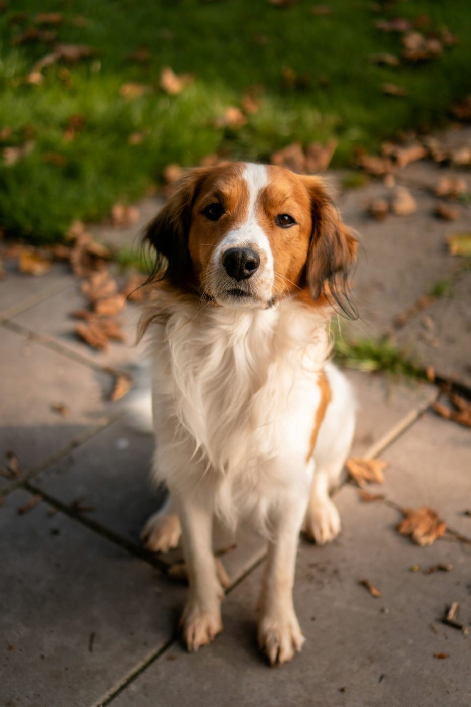 Een foto van Max, een voorbeeldhond, zittend op een pad.