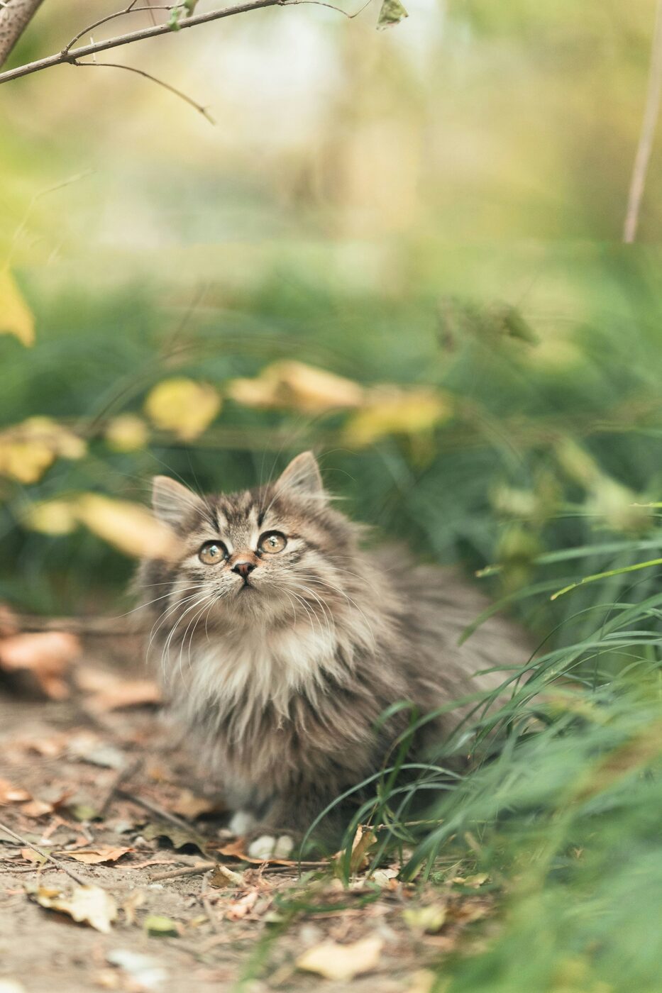 Een foto van Mo, een voorbeeldkat, zittend in het gras.